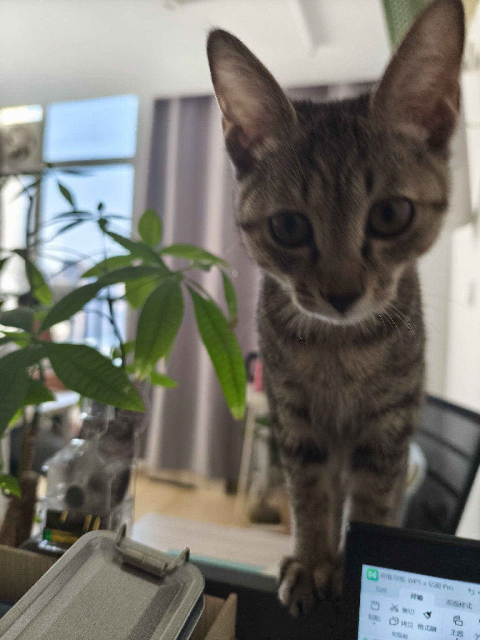 武汉小狸花猫找领养_1