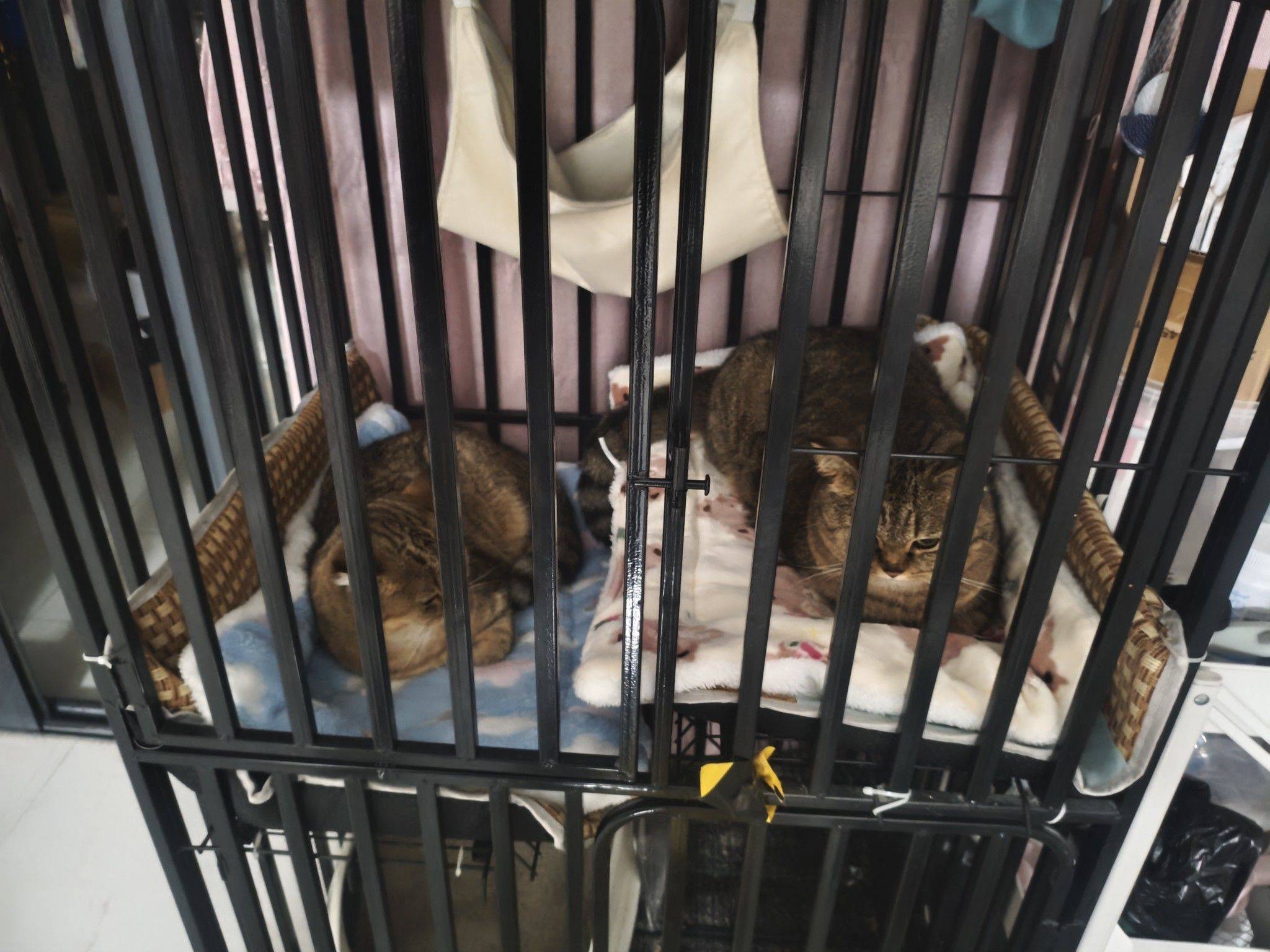 姐妹情深 猫咪休息  猫窝小憩 