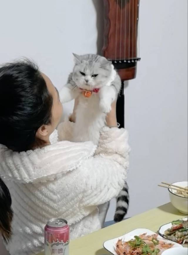 上门喂猫遛狗_1
