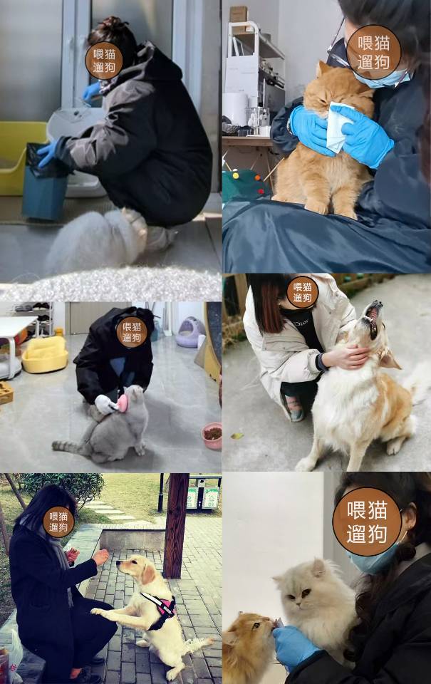接单～喂猫遛狗，宠物喂养_1