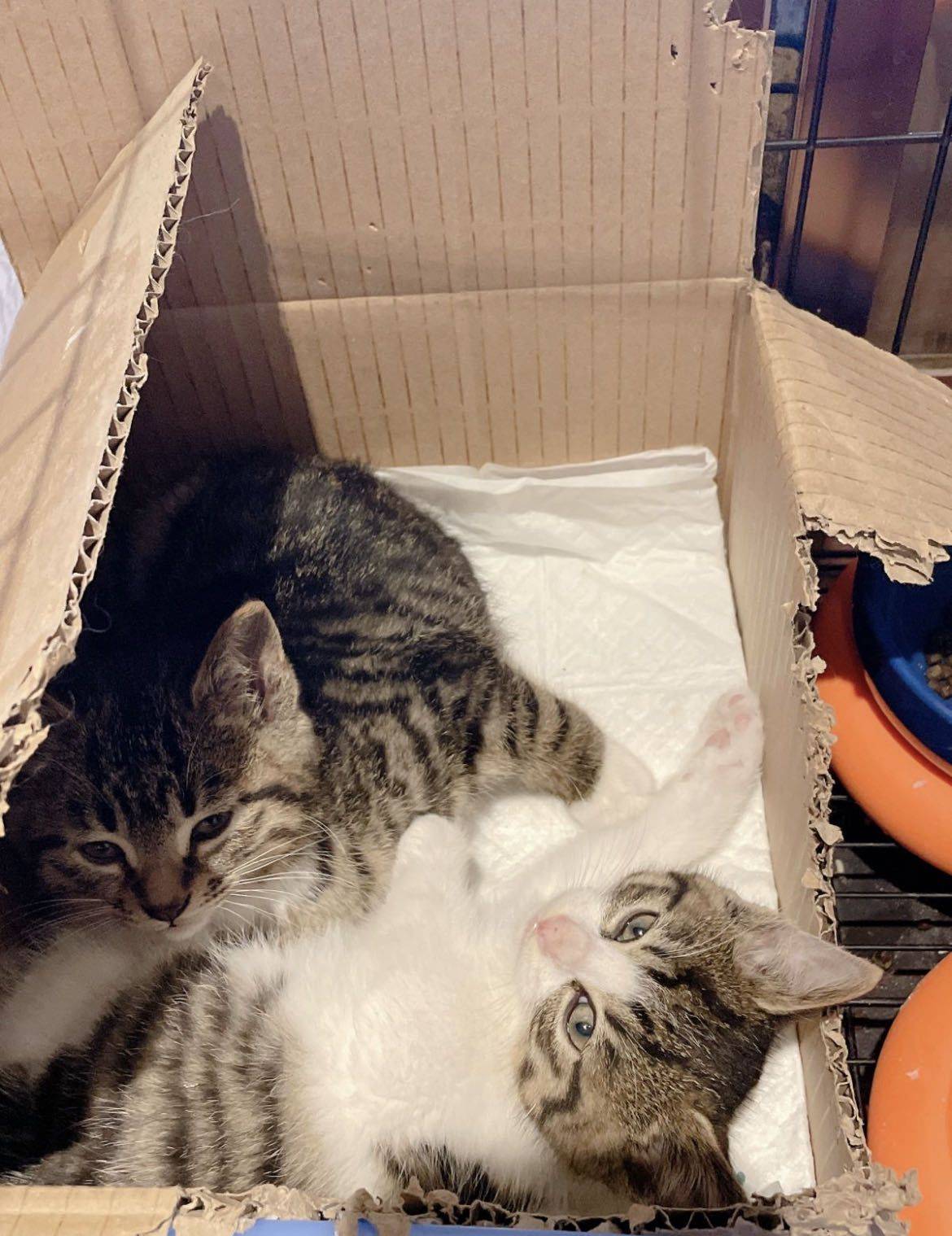 小花生 大变身_1