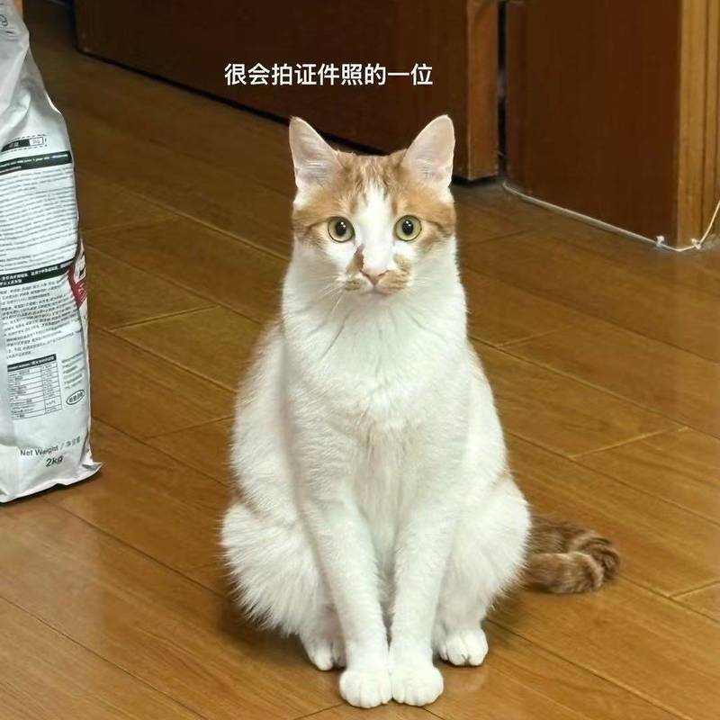 猫儿这个敦实_4