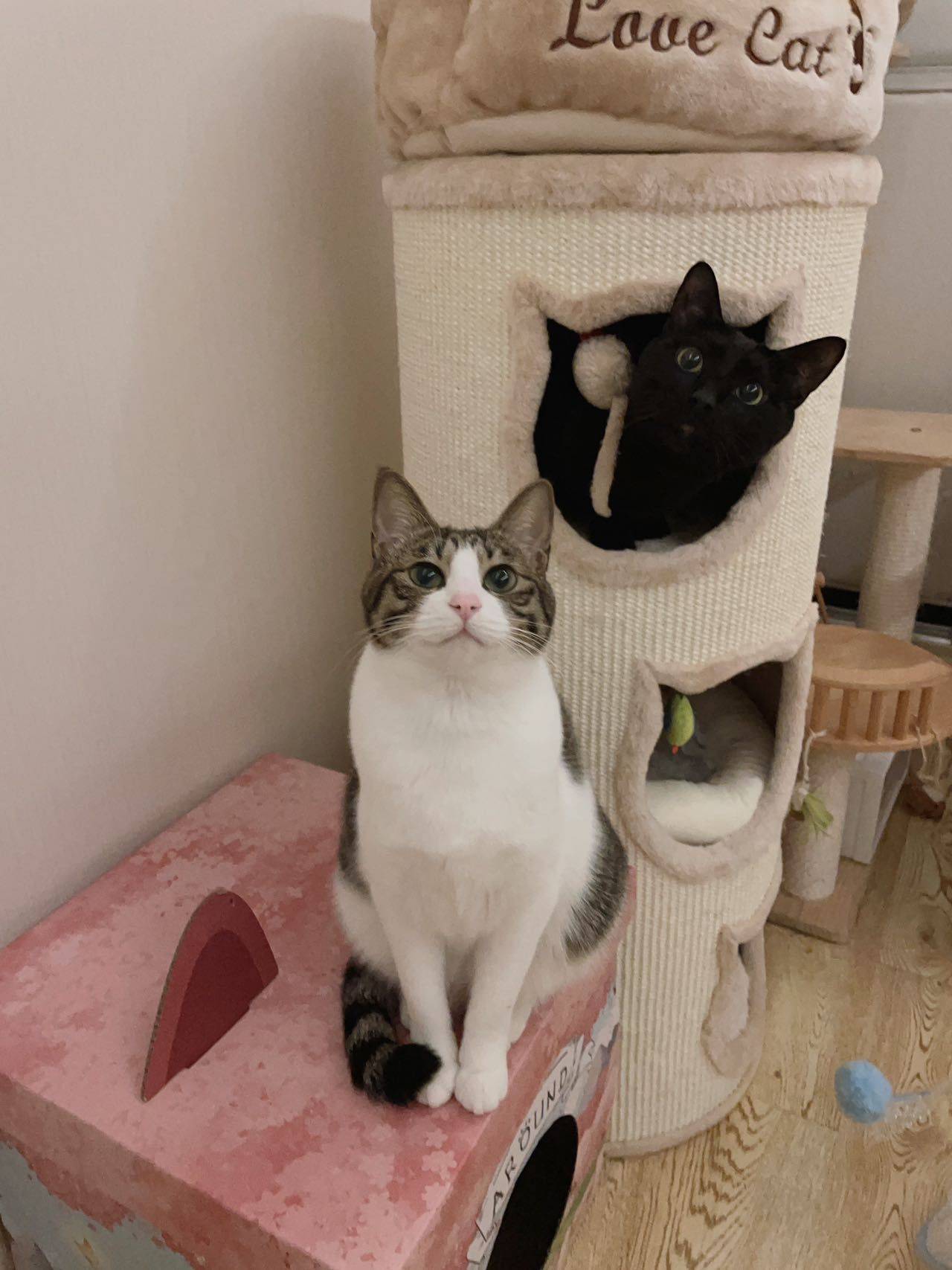 小花生 大变身_3