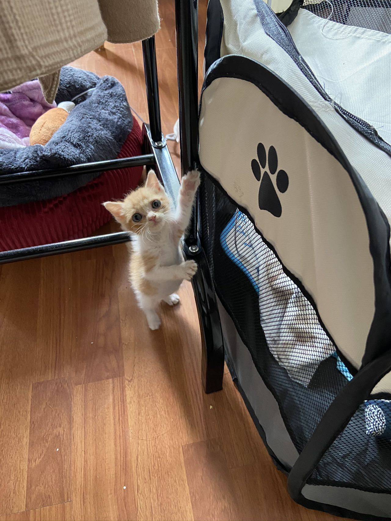 时间的参照物是养大的小猫_1