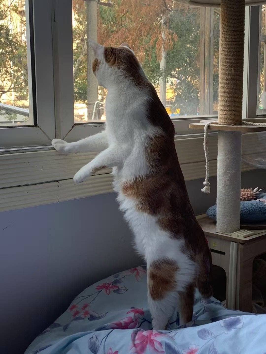 猫儿这个敦实_3