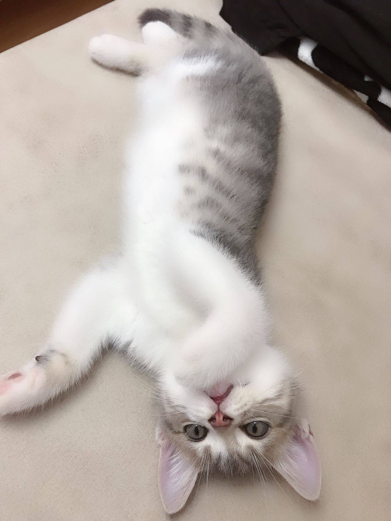 时间是把养猪刀…哈哈哈