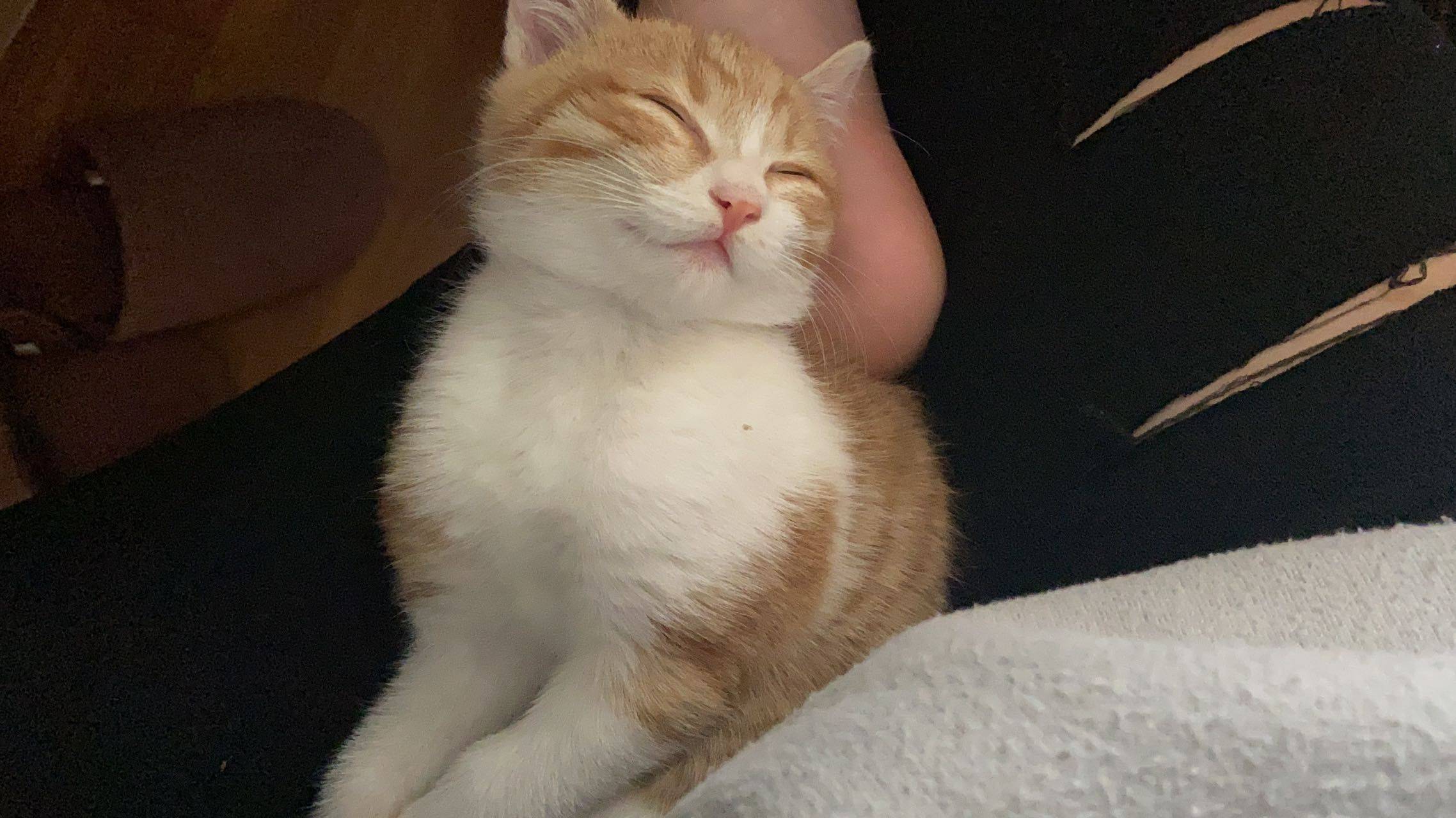 时间的参照物是养大的小猫_2