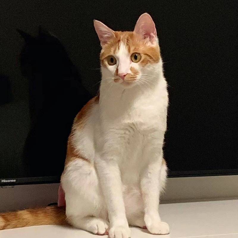 猫儿这个敦实_1