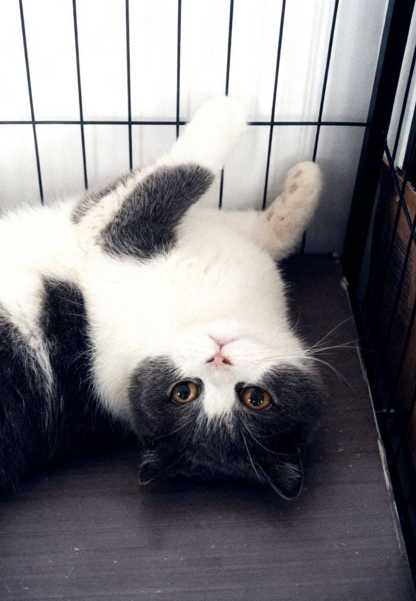 芝麻馒头英短猫猫_0