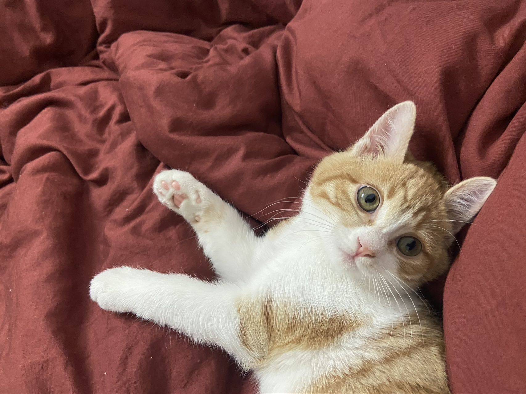 时间的参照物是养大的小猫_4