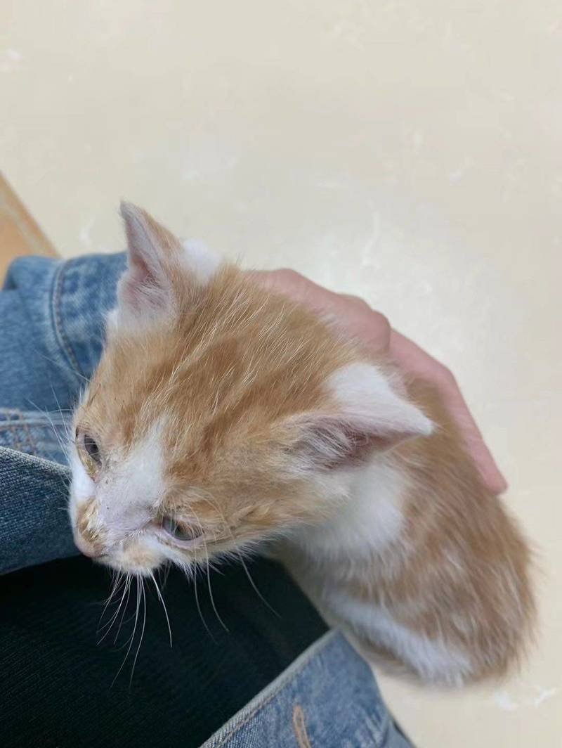 猫儿这个敦实