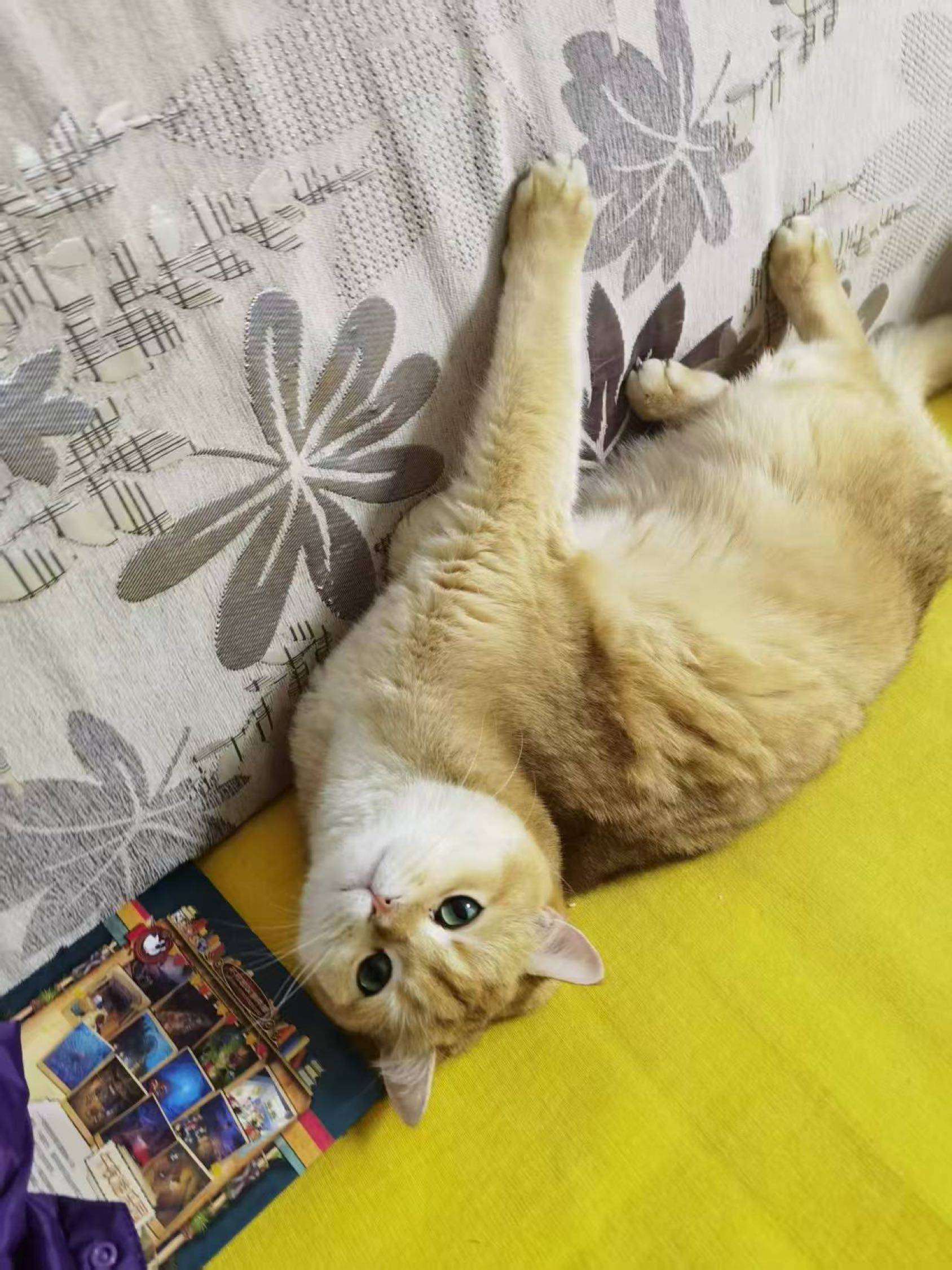 右滑看芒果宝宝长大的样子！_1