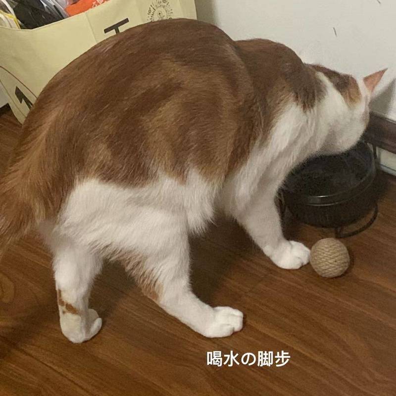 猫儿这个敦实_2