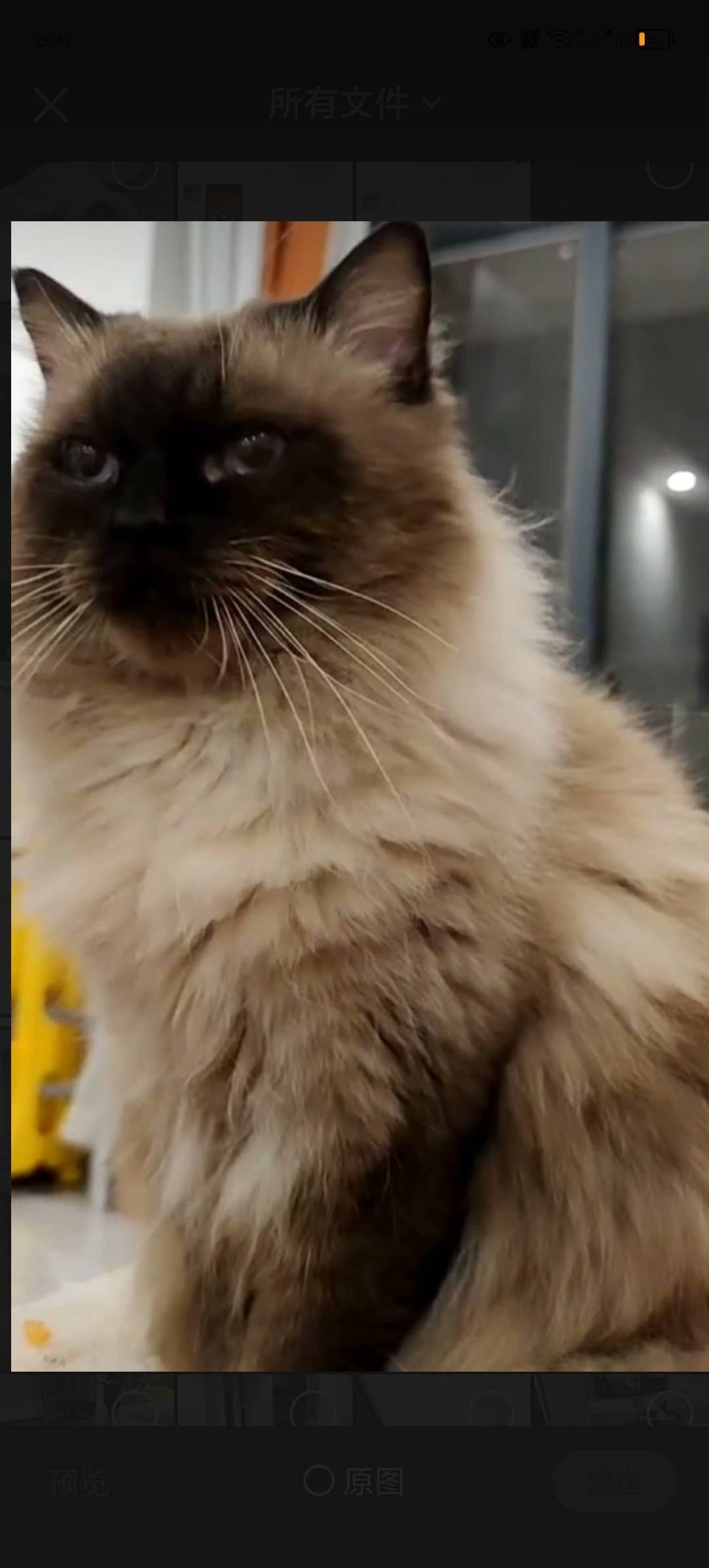 银渐层布偶领养_2