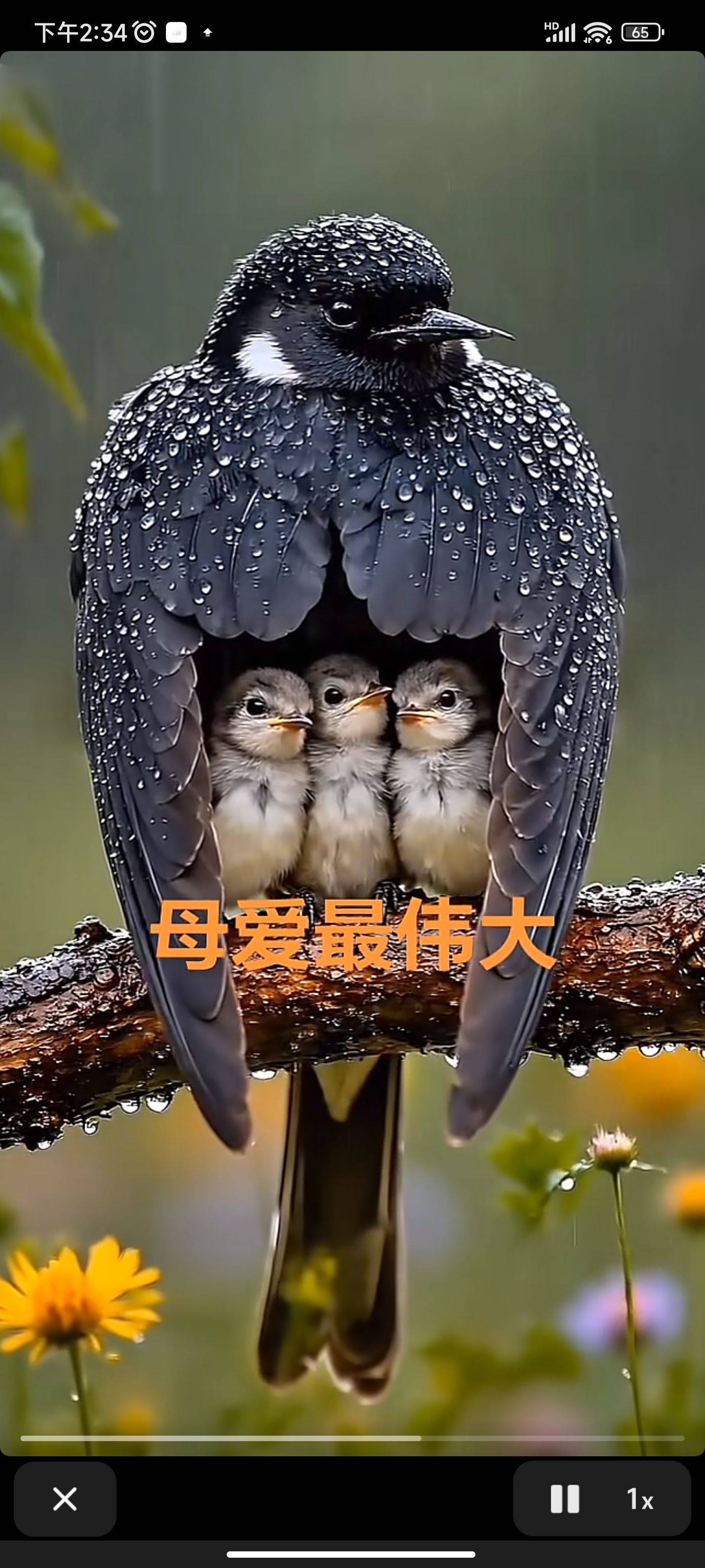 母爱  雨中护雏  温暖瞬间  