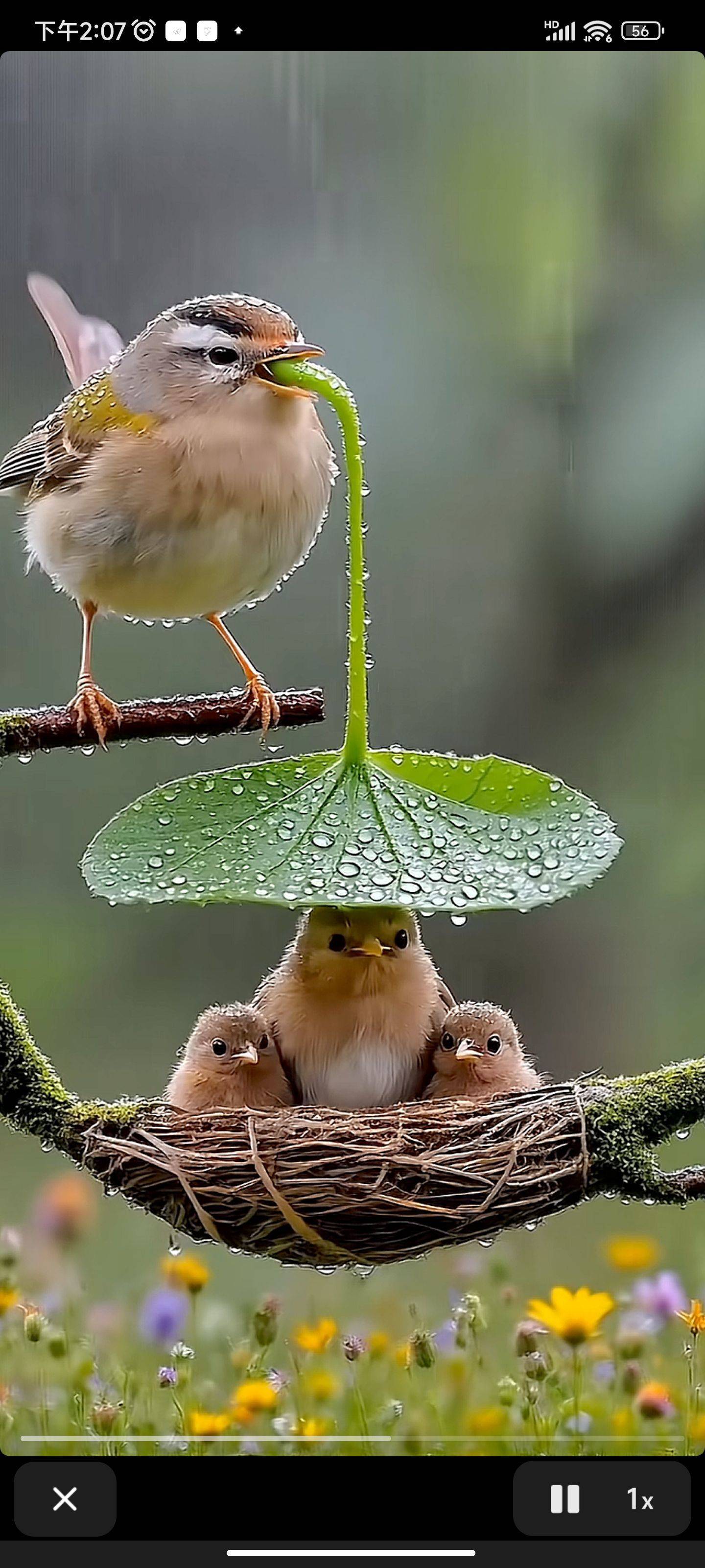  母爱  雨中护雏  温暖瞬间  _1