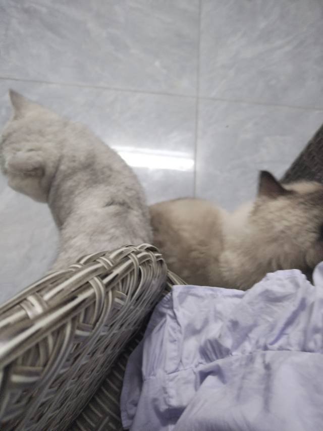 银渐层布偶领养