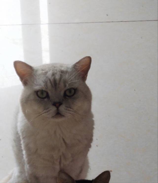 银渐层布偶领养_3