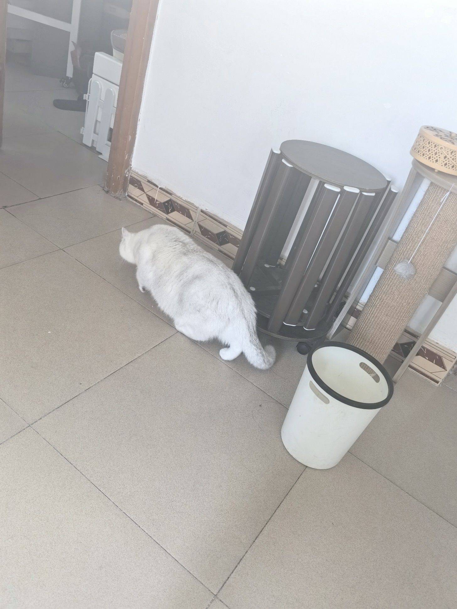 一只大肥猫 今晚吃什么 