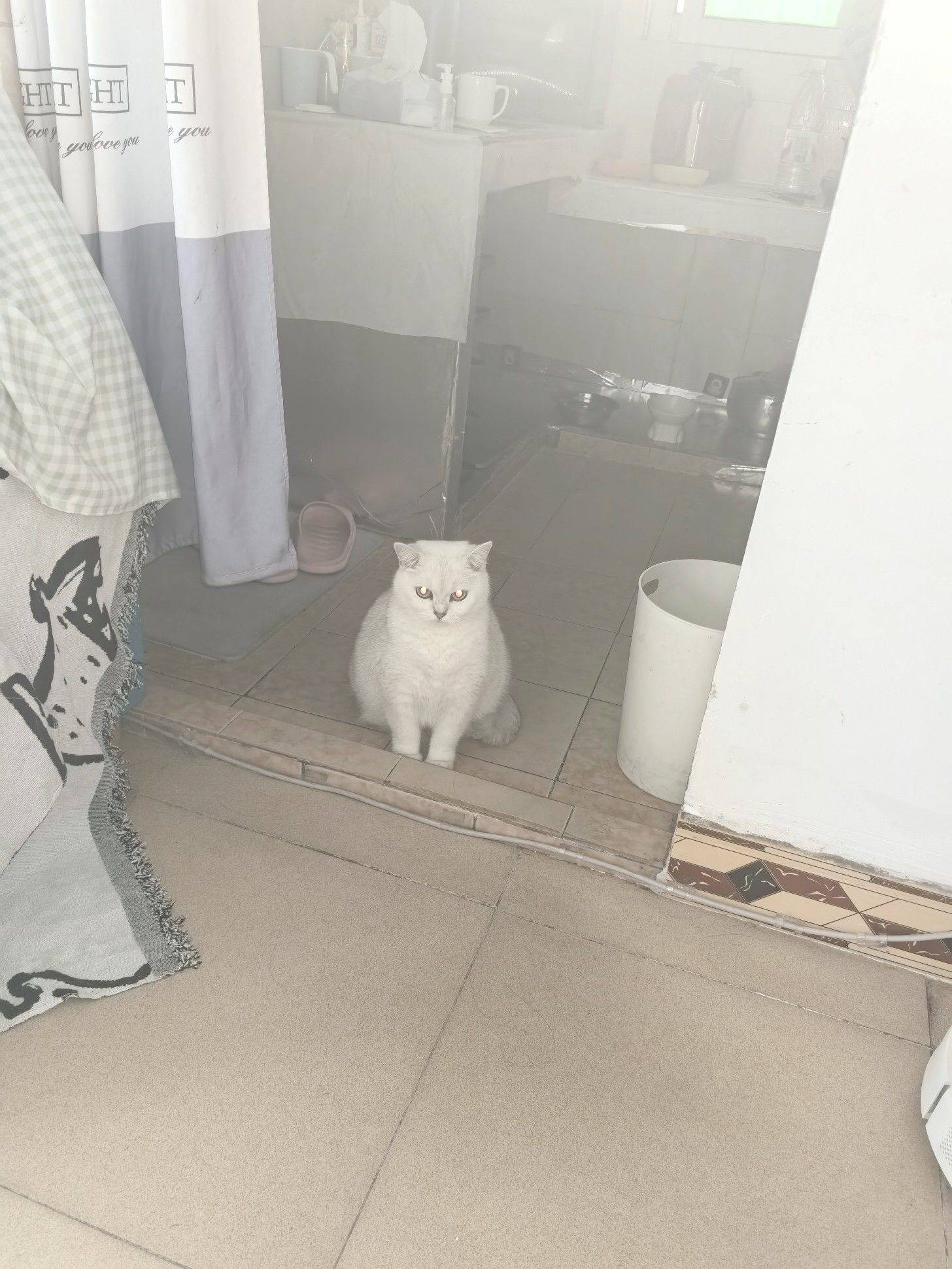 一只大肥猫 今晚吃什么 _1