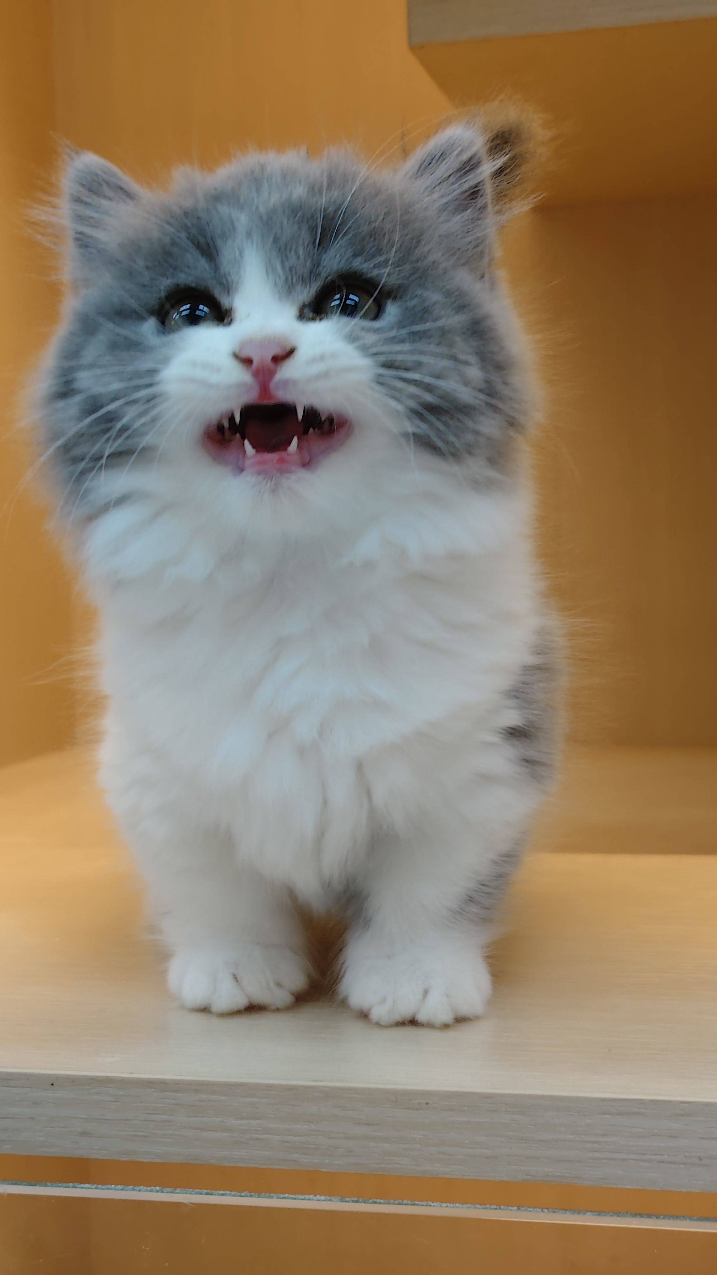 寻找爱它的家长