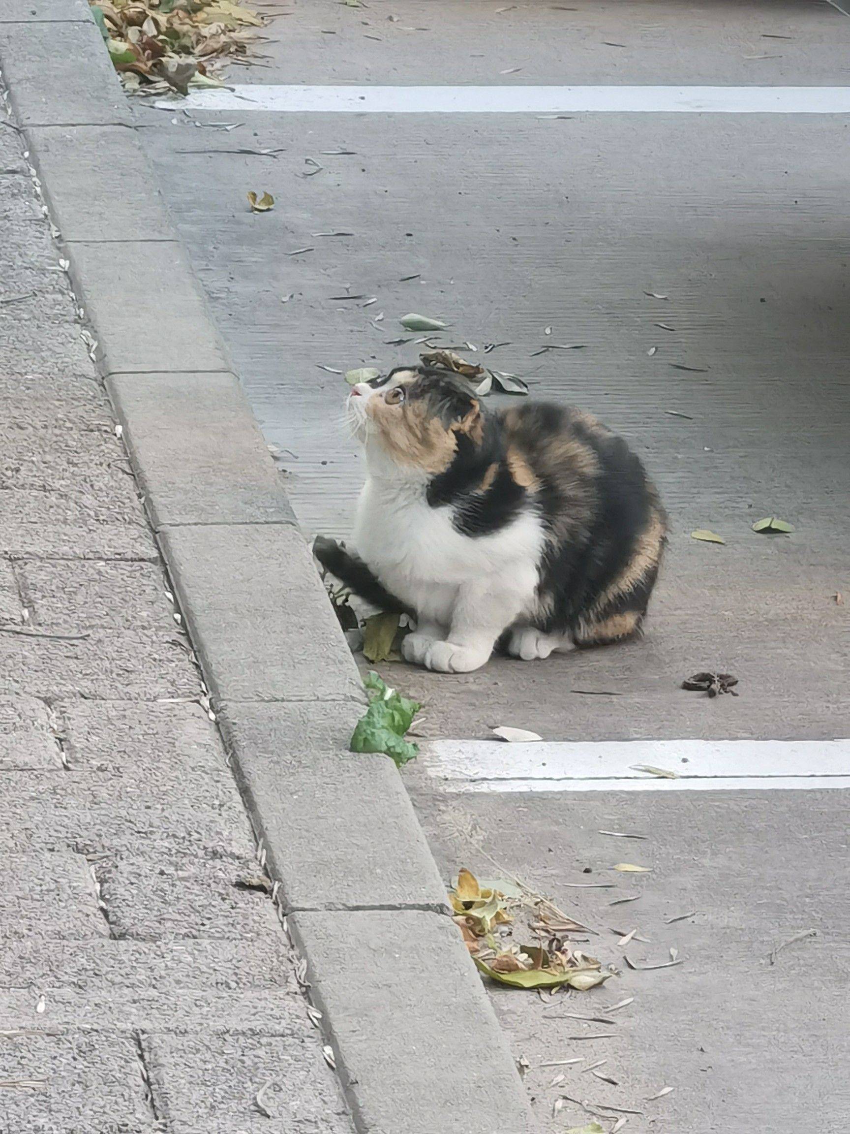 北京东南四环刚救助的小三花猫咪求领养