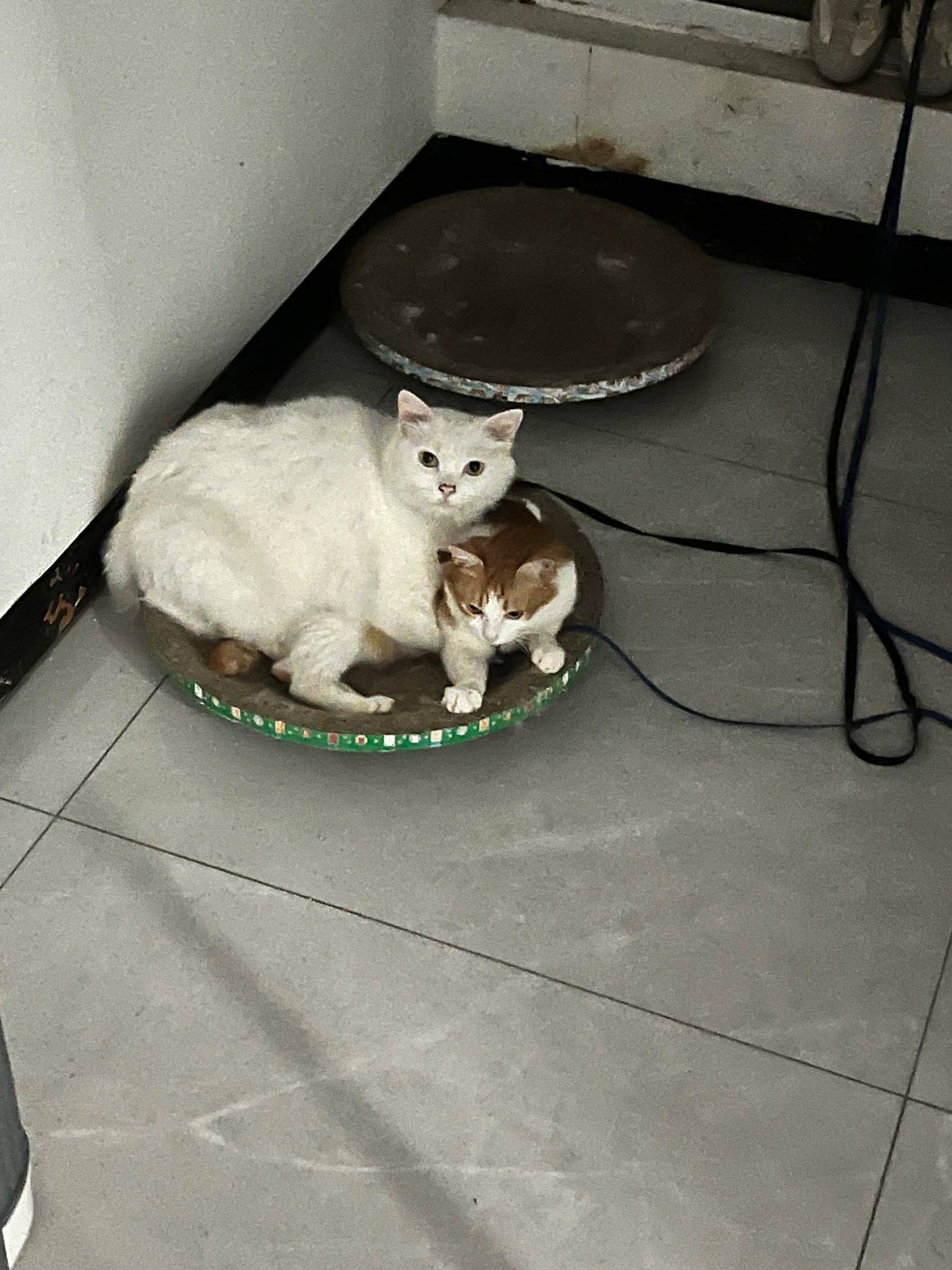 肥猫找舍友