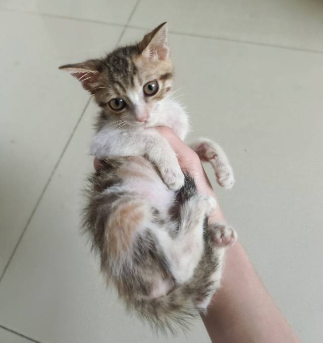 广州荔湾彩狸找领养