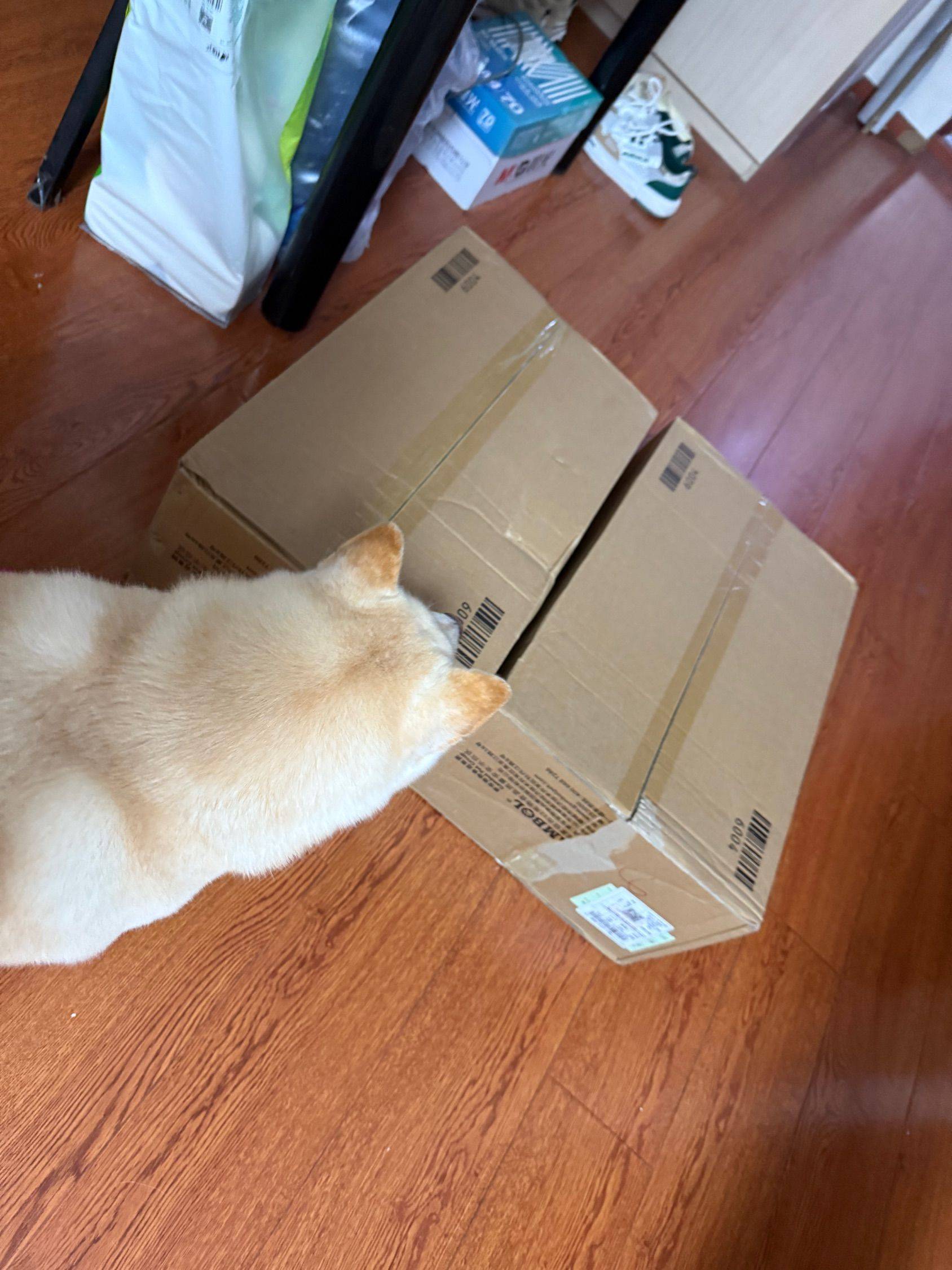 可爱狗子_2