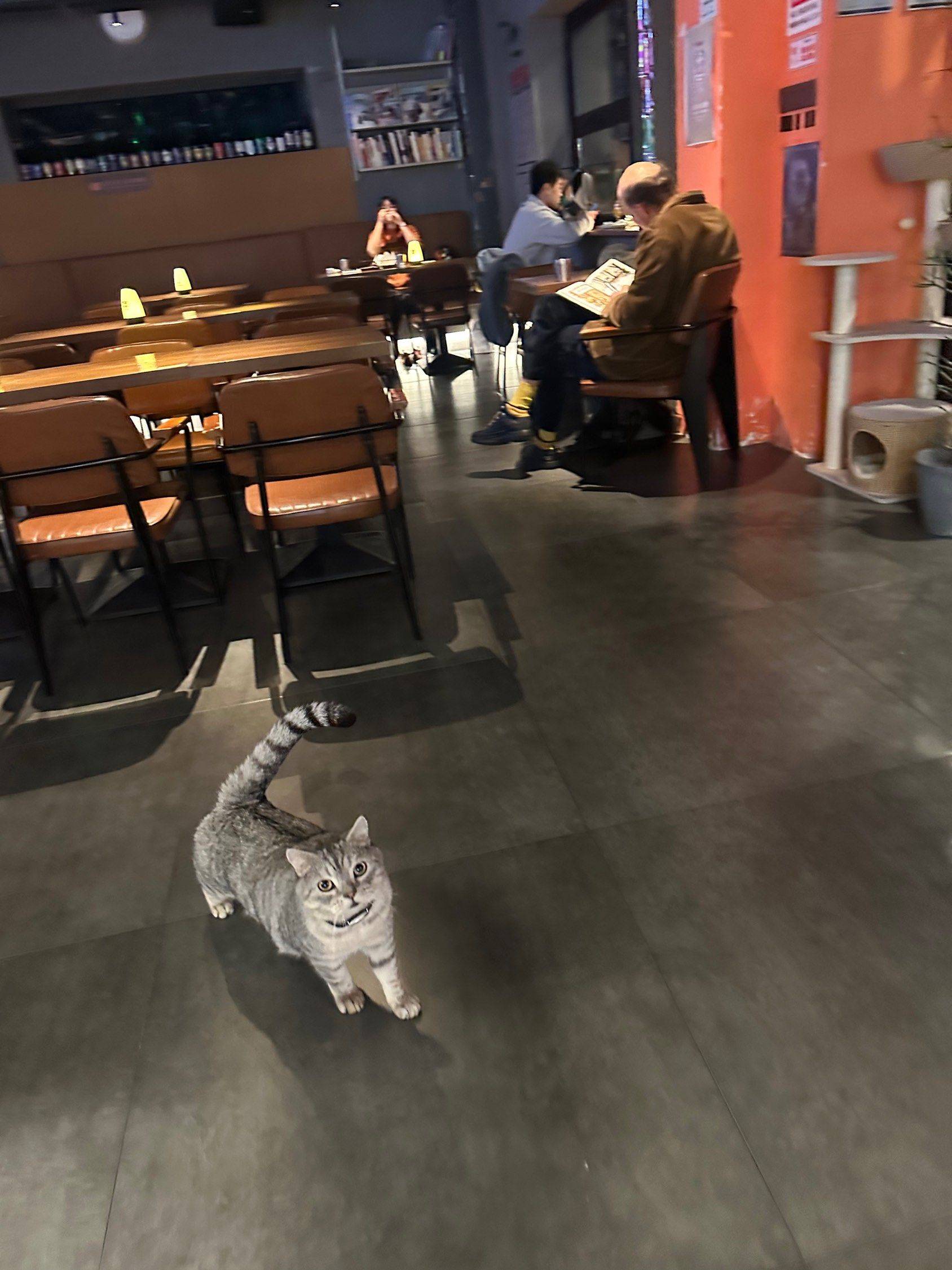 有家的猫和流浪的猫