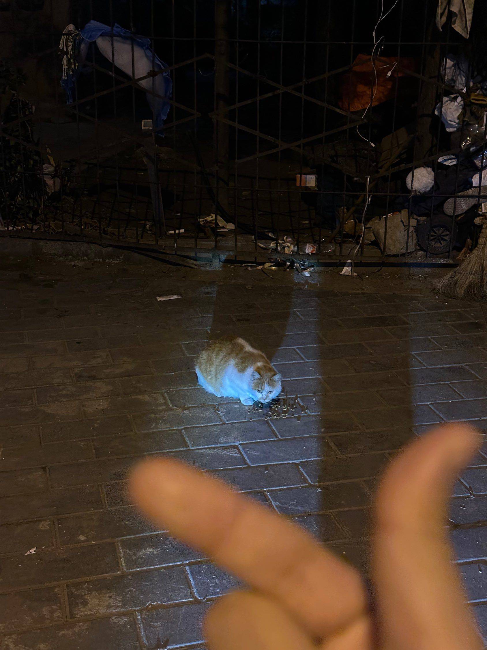 有家的猫和流浪的猫_1
