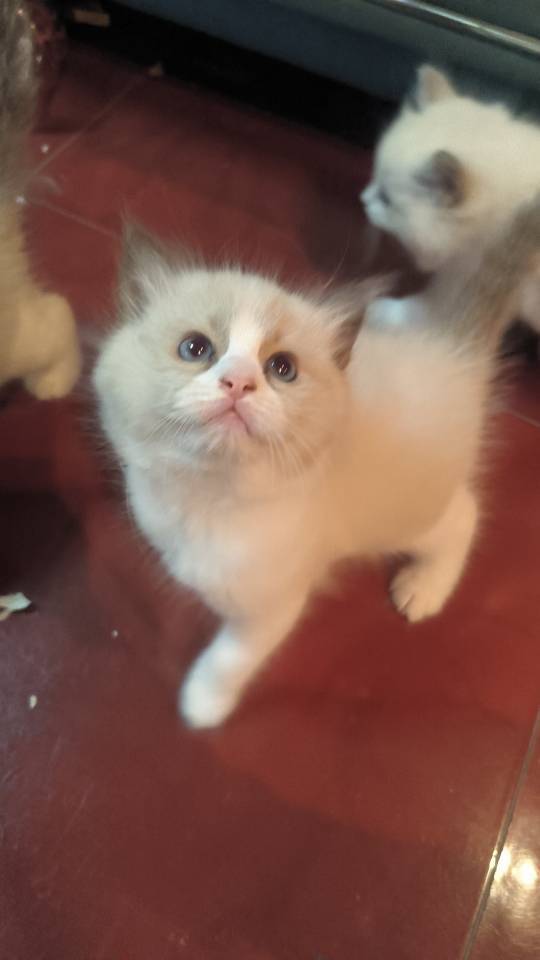 小布偶找家长，_2