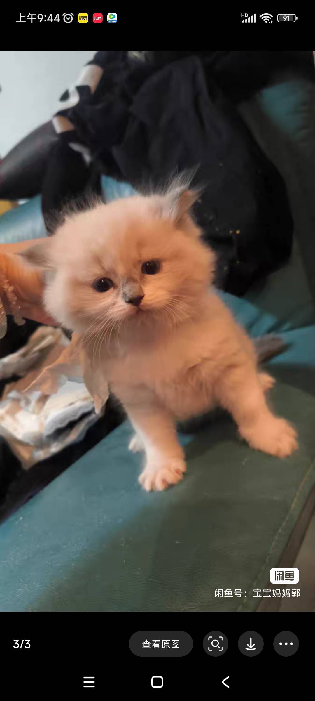 小布偶找家长，