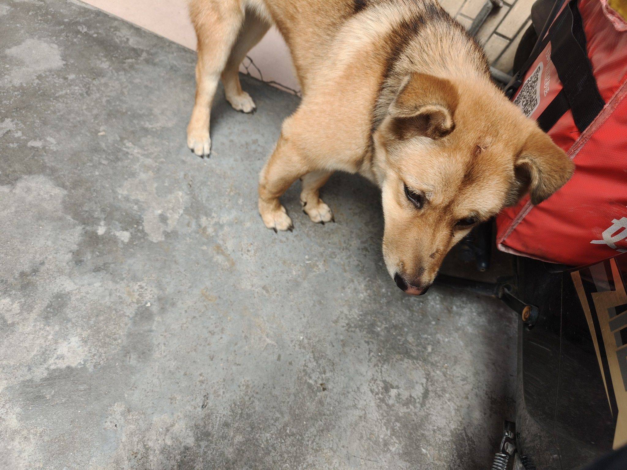 今天上午来了一条来路不明的狗狗，看情况不_1