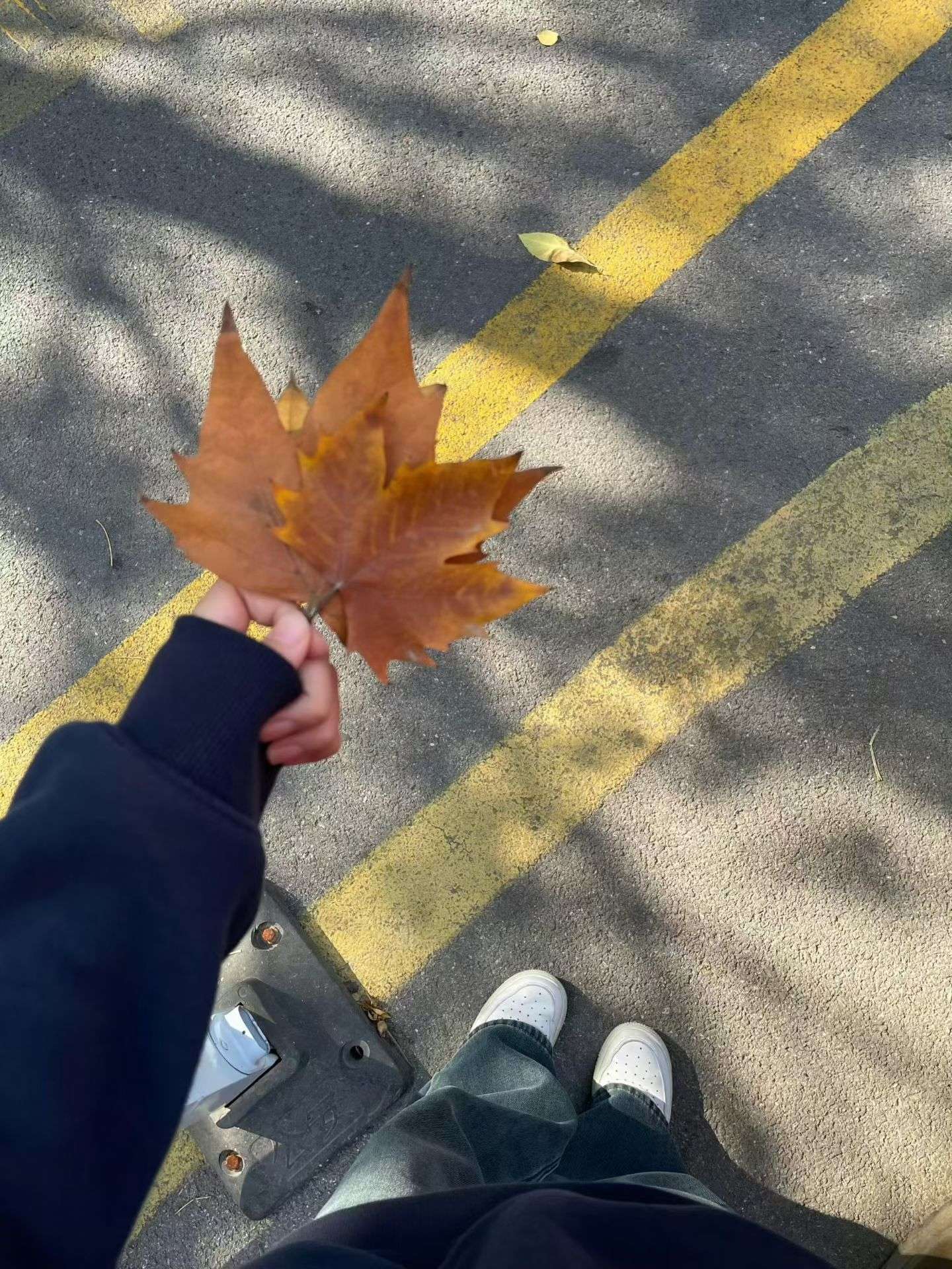 落叶🍂🍁