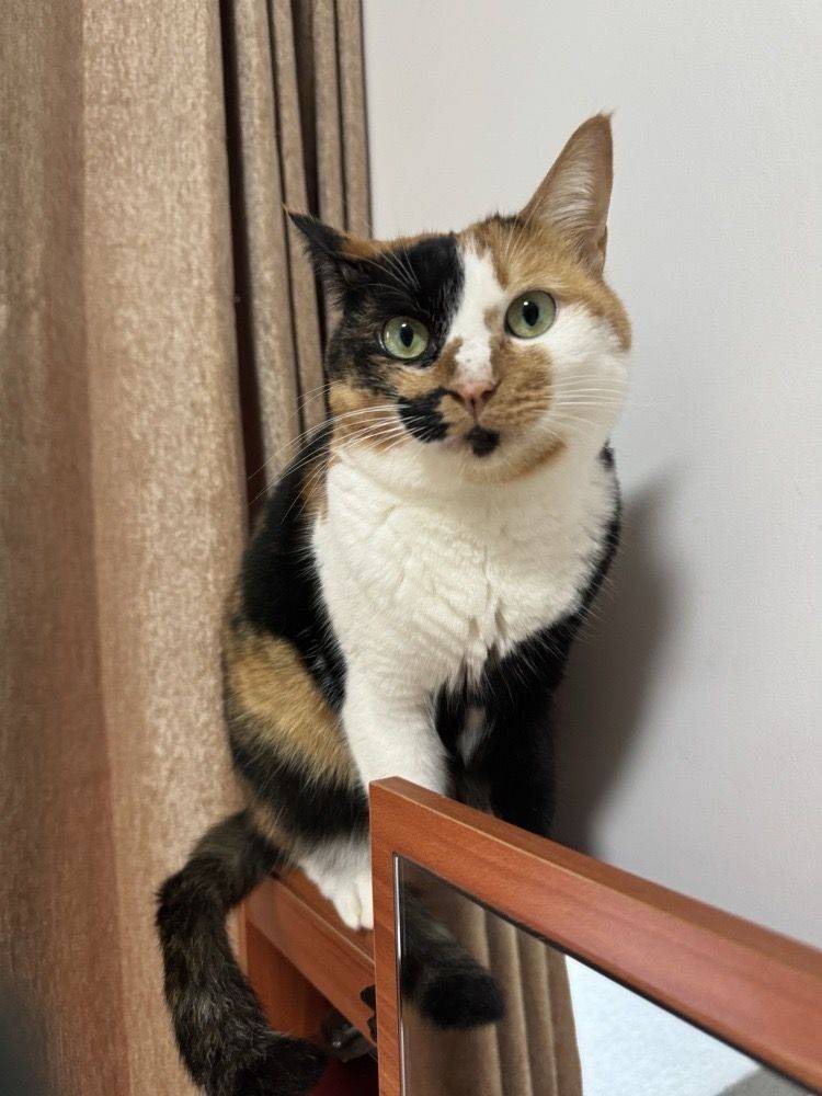 Adopt baby Coco !