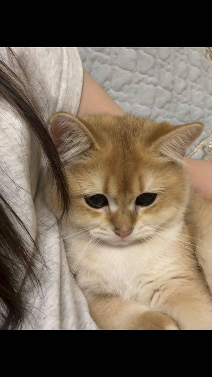 贵阳六个月纯种金渐层小偿