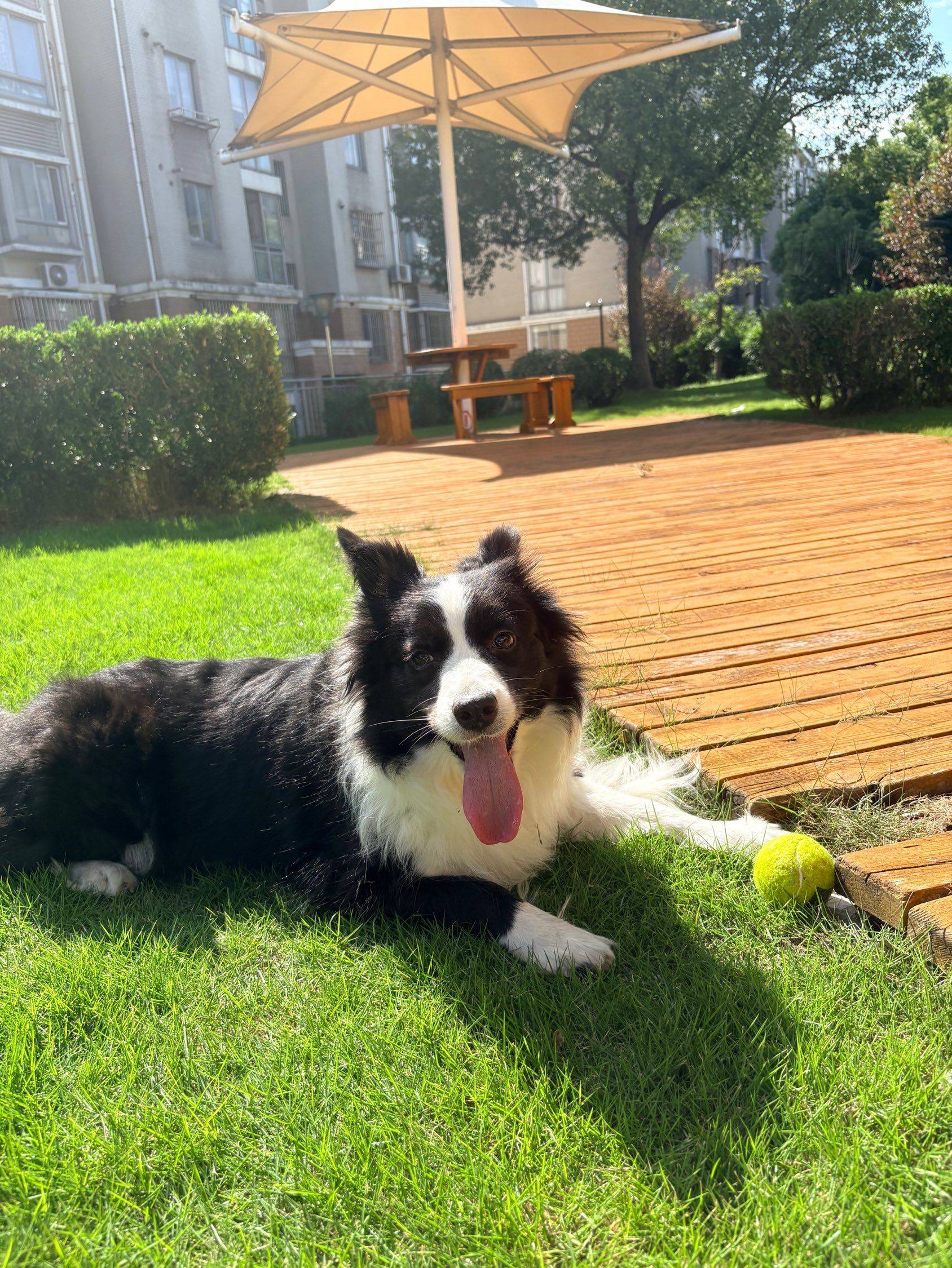 我是边牧主理人_1