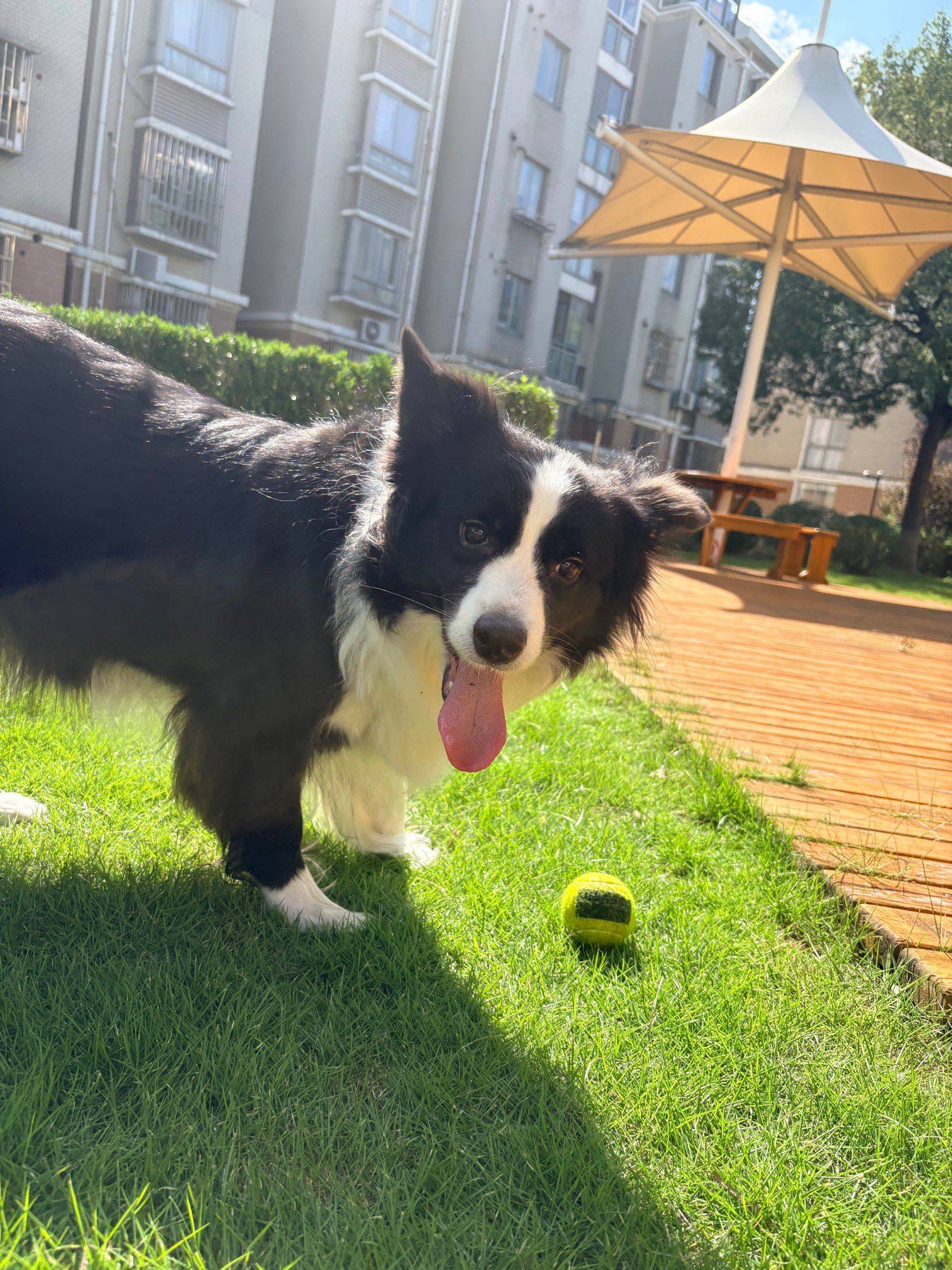 我是边牧主理人