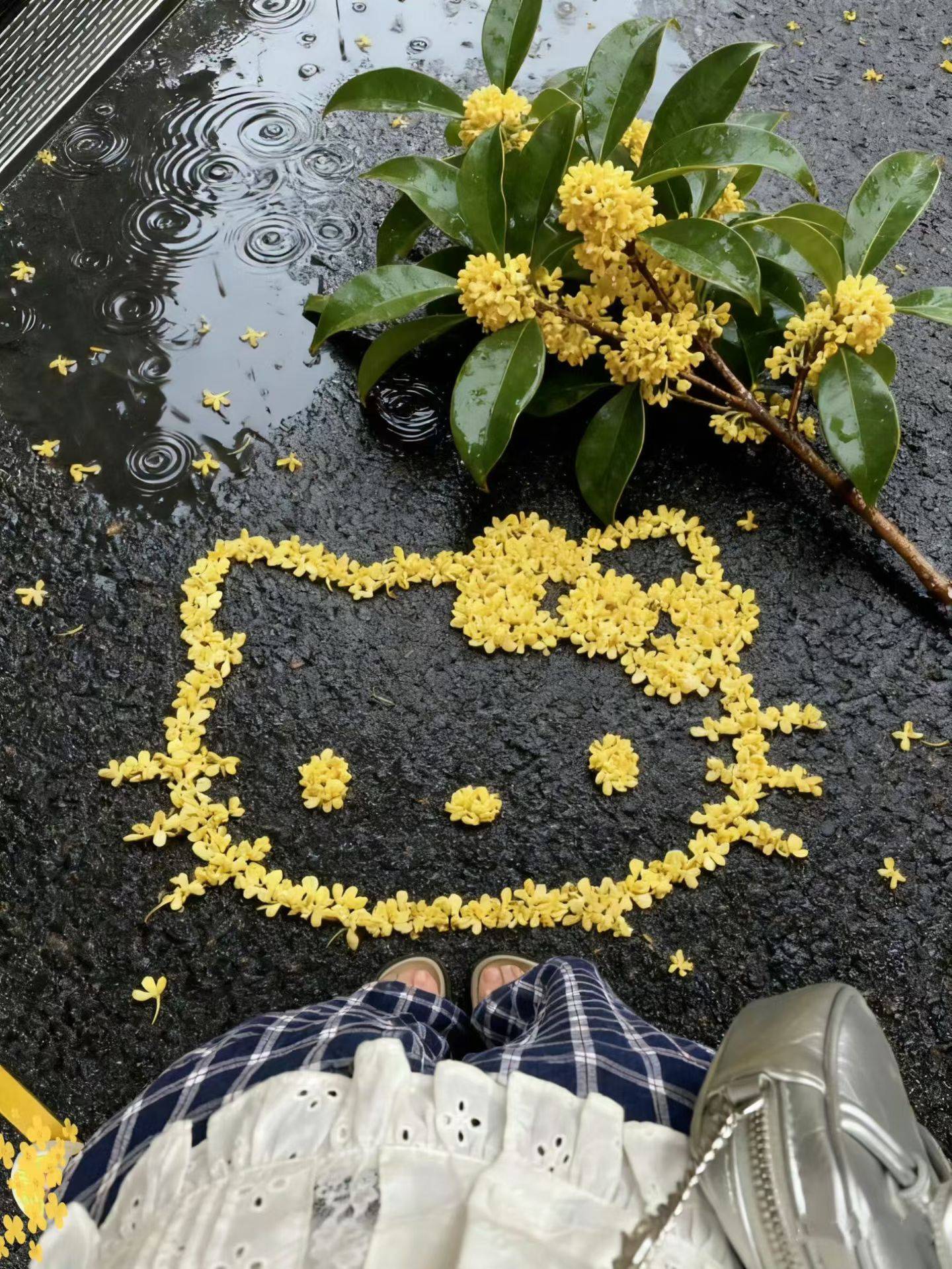 桂花🌸
