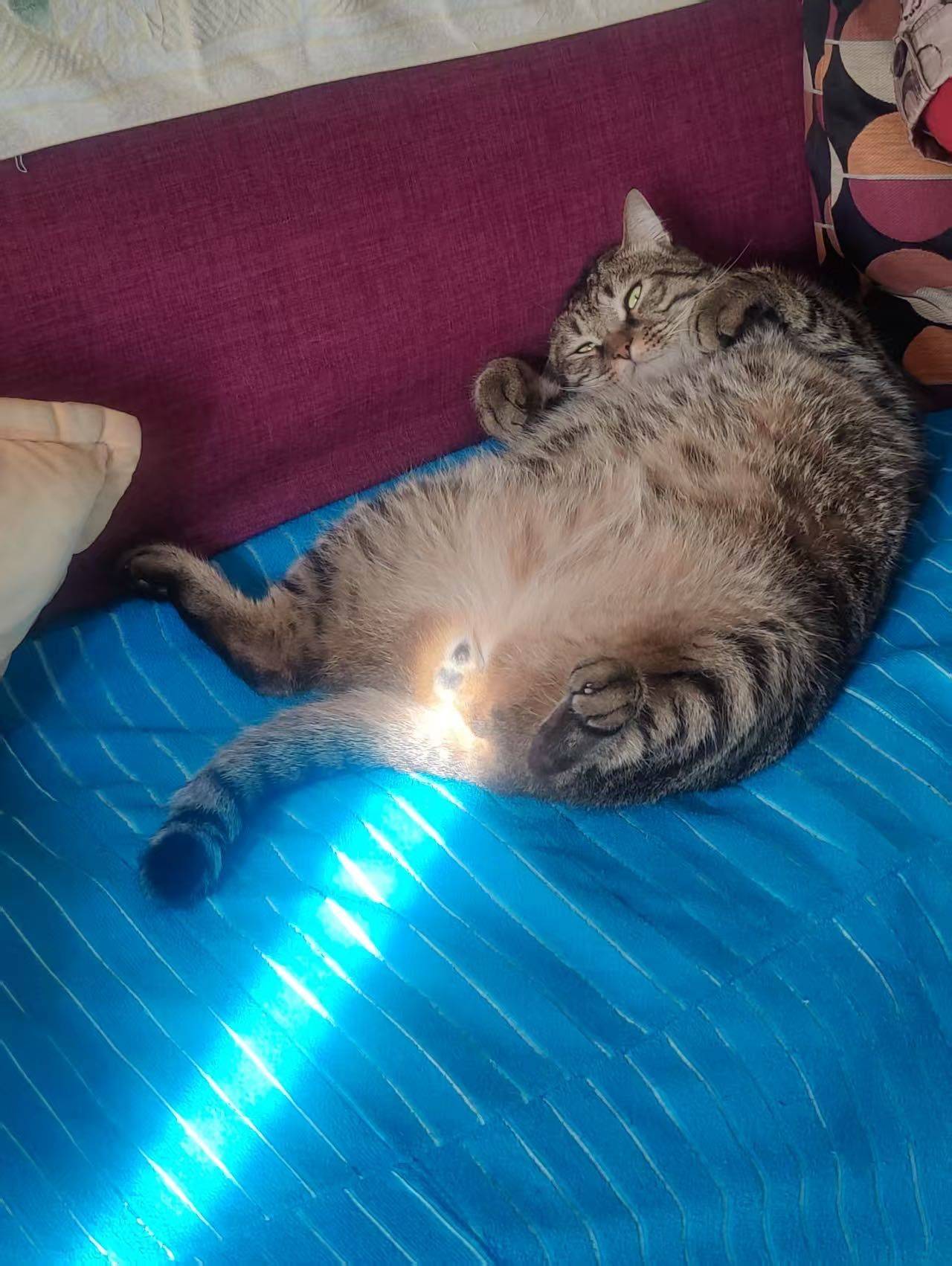 菊部阳光普照_1