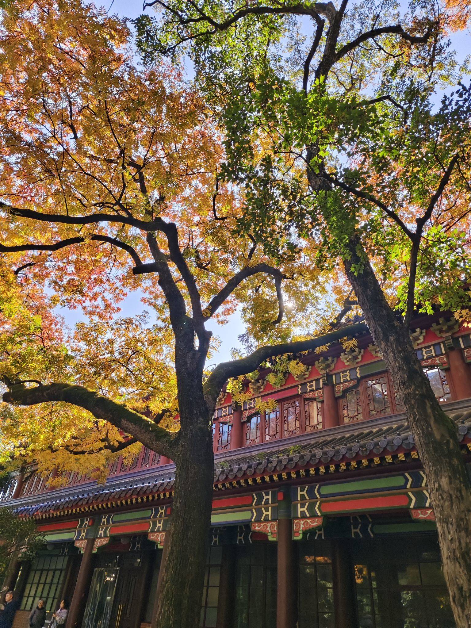 🌲 树洞  秋日庭院  古建光影 