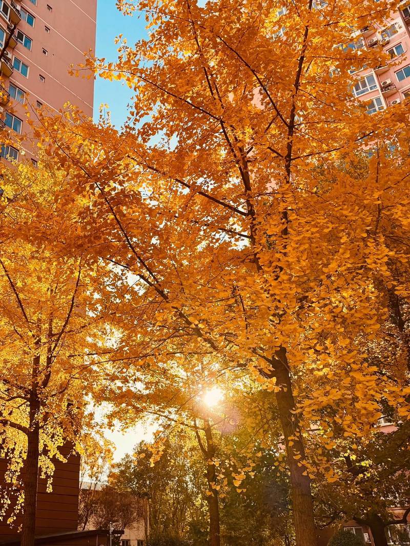 金秋 安贞里 阳光穿透 树影斑驳