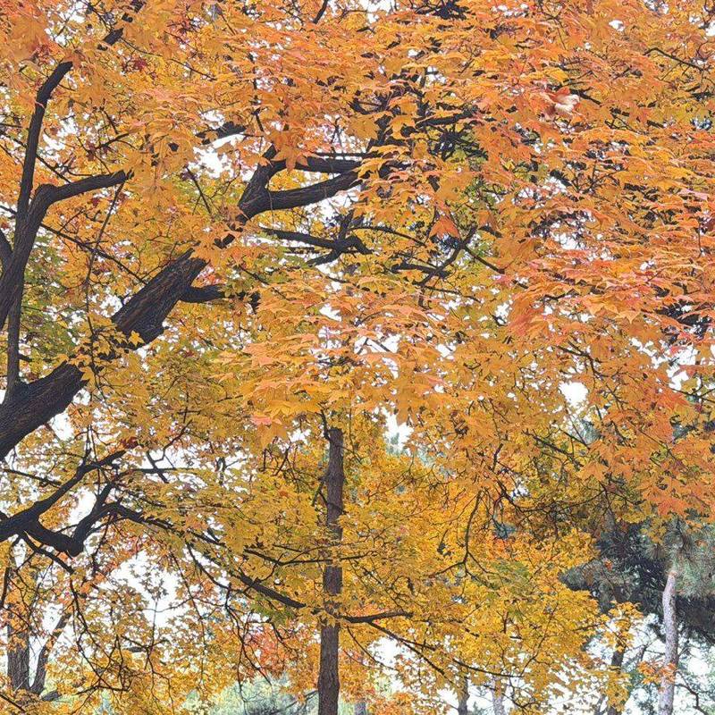 枫叶红了 暖气热了 房东直租