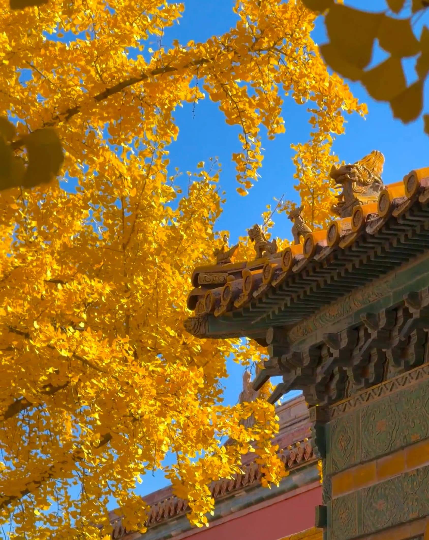 欢迎来看 金秋的北京