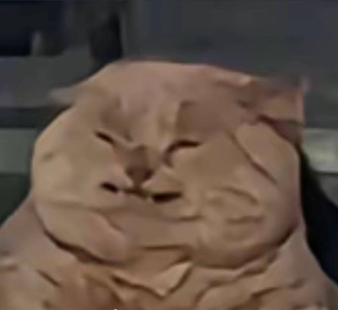  我家萌宠最可爱  猫咪  胖乎乎