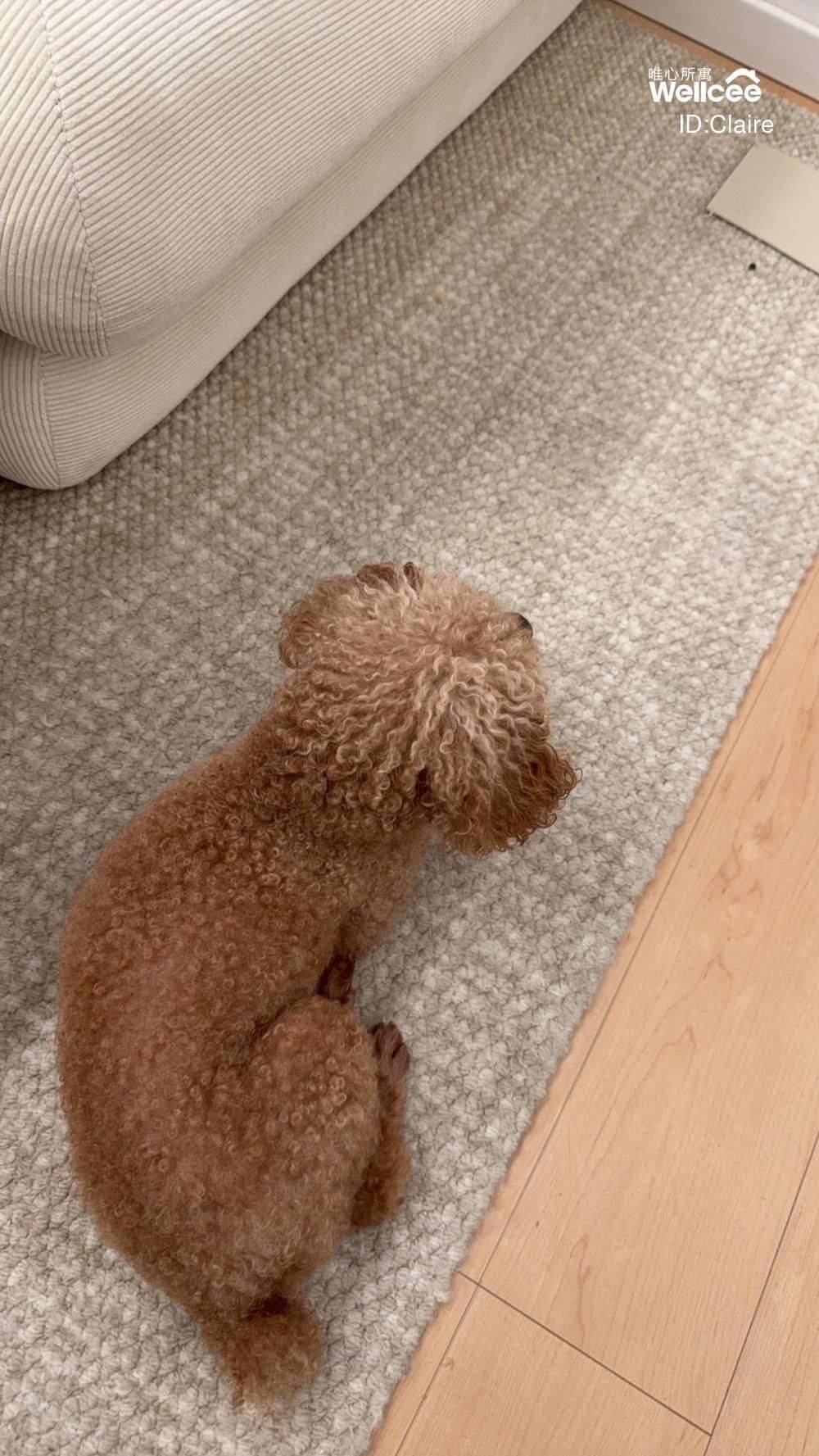 精心设计的猫洞期待下一个猫宝女_2