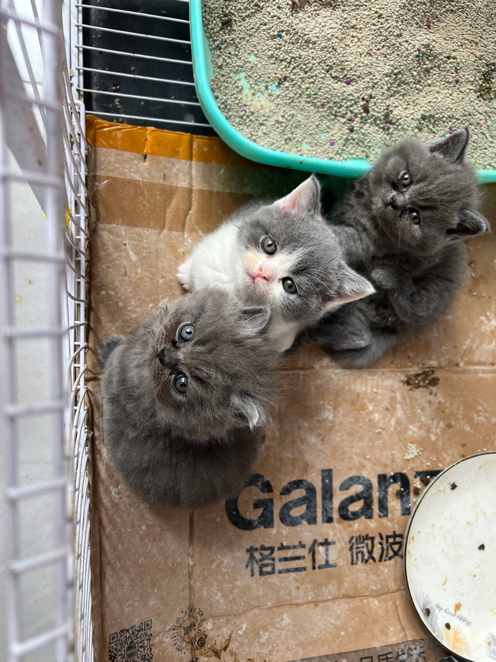 小奶猫   毛茸茸日常   一起埋