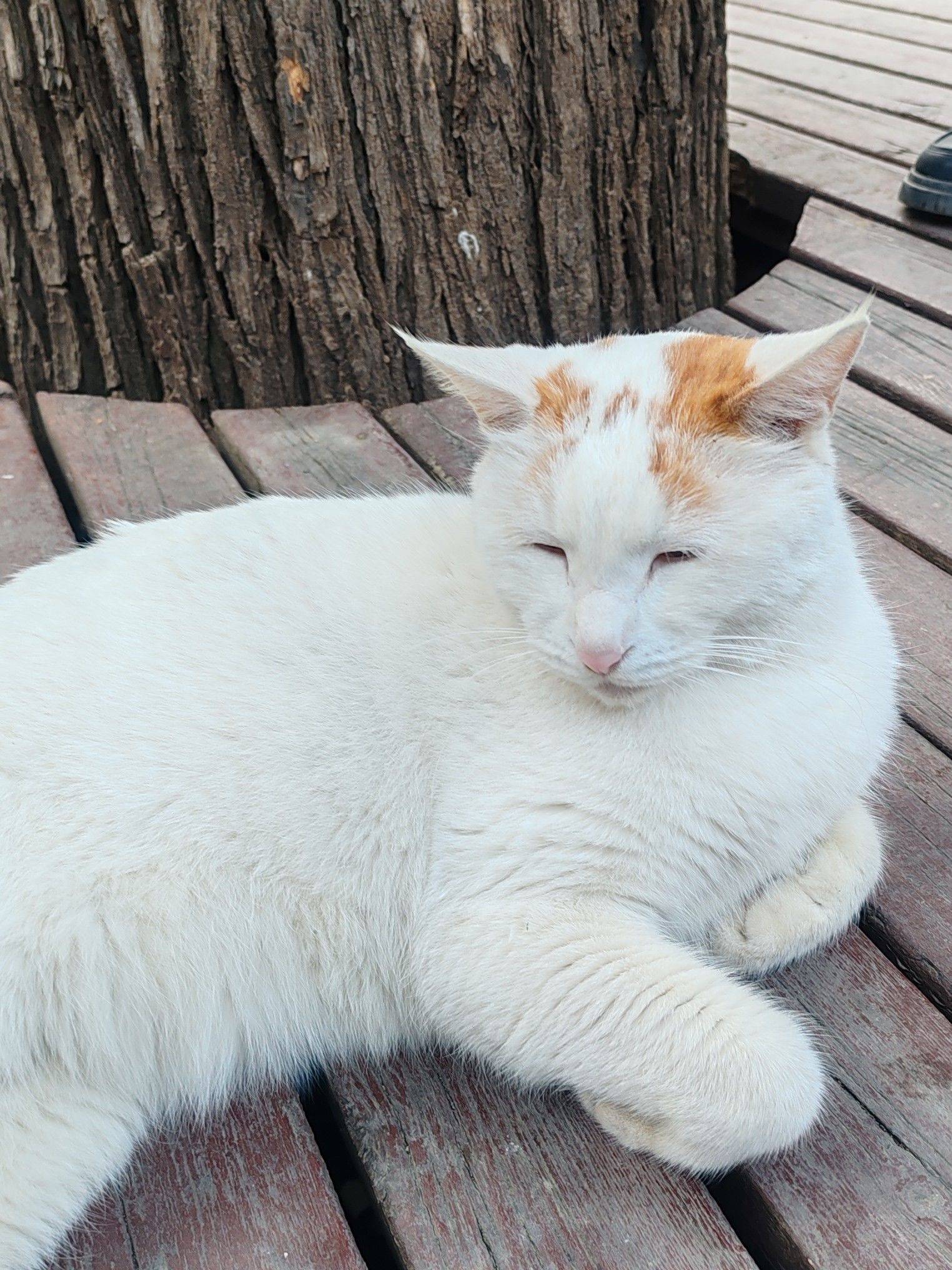 猫猫寺一日游_3