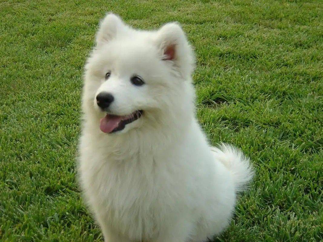 萨摩耶弟弟，不满1周岁，性格温顺，不咬人